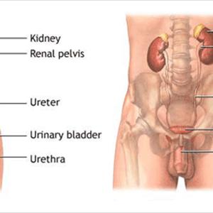 Prevent Bladder Infections - Turmeric And Urinary Tract Infection-How This Herb Can Help