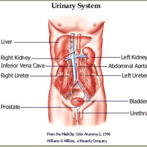 Zithromax Urinary Tract Infection - UTI Alternative - Cure Urinary Tract Infection With Fiber Foods