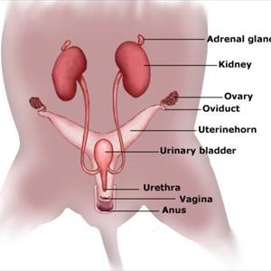 Home Treatment For Urinary Tract Infection - Urinary Tract Infection Cure- Why A U.T.I. Home Remedy May Be Better Than Antibiotics?
