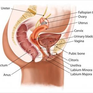 Urinary Tract Infection - Urinary Tract Infection - Did You Know You Can Treat It Naturally?