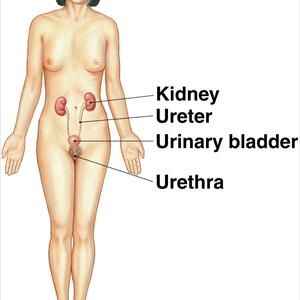 Uti Home Remedy - Guidelines For The Prevention Of Urinary Tract Infection UTI