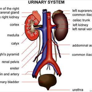 Preventing Utis - Self Treatment Urinary Tract Infections - U.T.I. Instant Relief