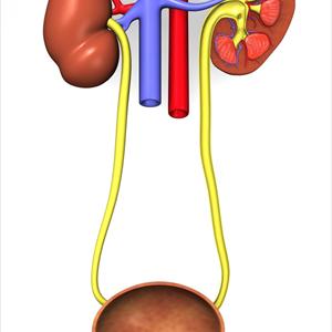 Chronic Urinary Tract Infection Blog - Have You Tried An Acidic Diet For The Natural Treatment Of Your Urinary Tract Infection